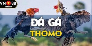 đá gà Thomo