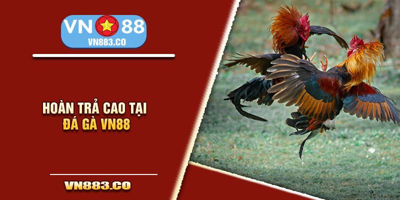 Hoàn trả cao tại đá gà vn88